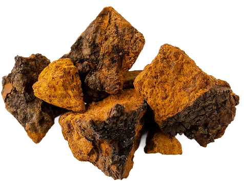 Chaga