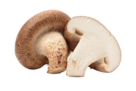 Shiitake