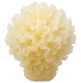 Tremella